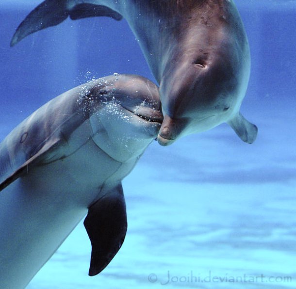 jooihi.deviantart.com-dolphin_love_by_jooihi-d3d7ipk