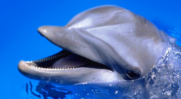 www.liveanimalslist.com-dolphin-teeth-view