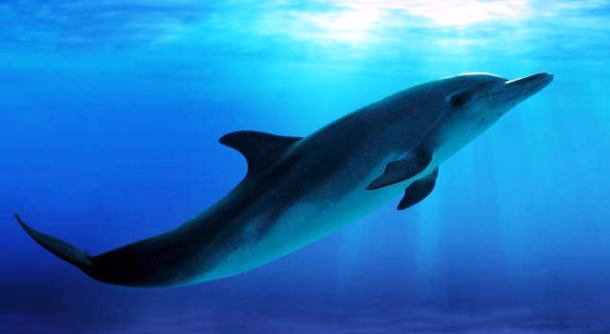 www.liveanimalslist.com-white-color-dolphin