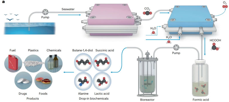 Мікроби та їх роль: Nature Catalysis 2025