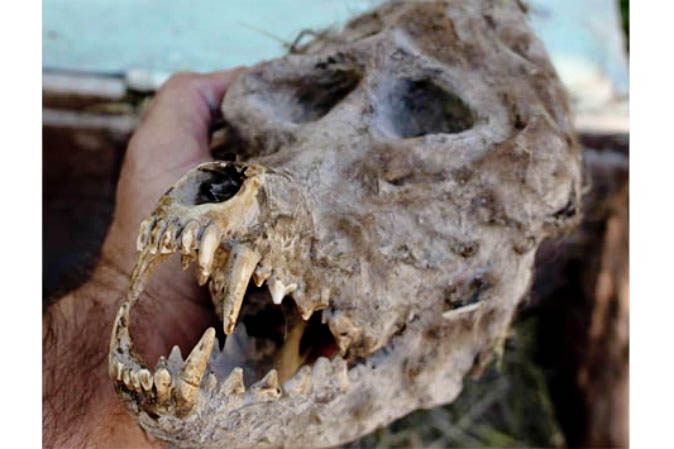 bulgarian-skull-resembling-werewolf-resize-3