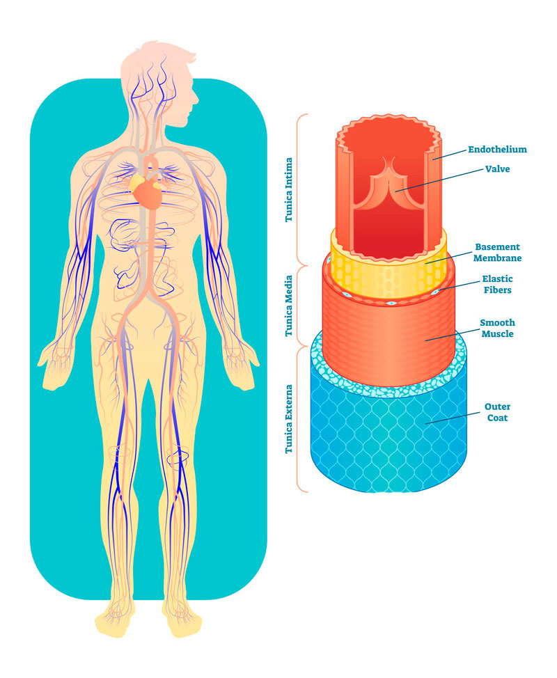Погіршення зору та біль у м'язах можуть вказувати на густу кров