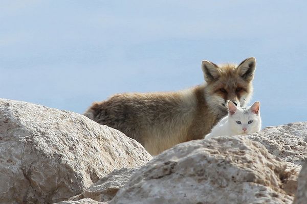 Кот и лиса лучшие друзья (10 фото)