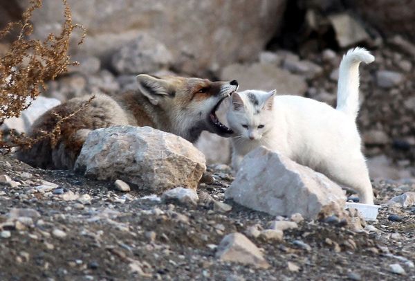 Кот и лиса лучшие друзья (10 фото)