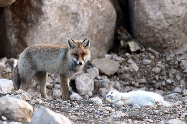 Кот и лиса лучшие друзья (10 фото)