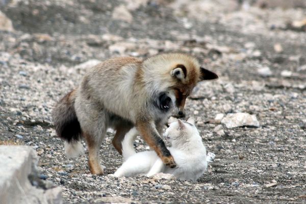 Кот и лиса лучшие друзья (10 фото)