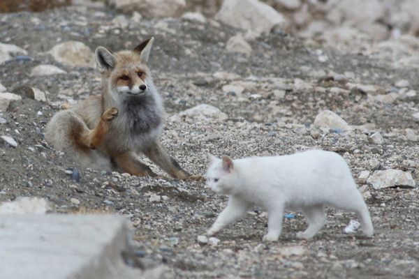 Кот и лиса лучшие друзья (10 фото)