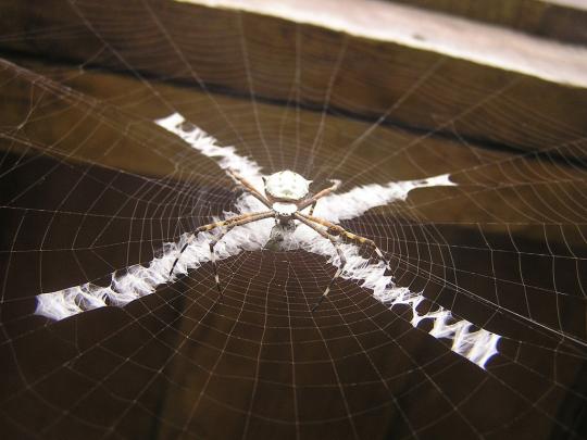 Открытия: паук скульптор (7 фото)