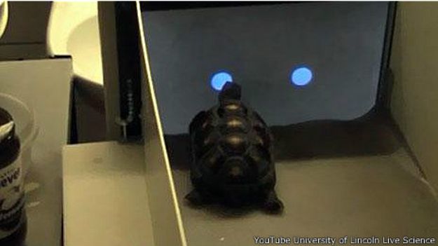 Черепаха перед экраном