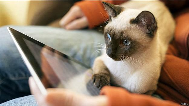 Сиамская кошка с iPad