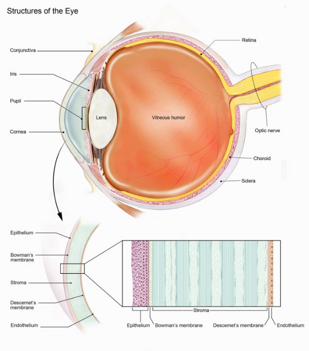 Принтер надрукував рогівку товщиною 500-600 мкм з роздільною здатністю в мкм і з заданою кривизною