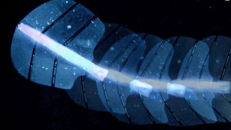 Робот-скат: ETH Zurich