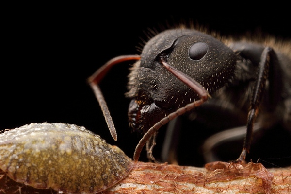 Умерла, так умерла!   факты о муравьях